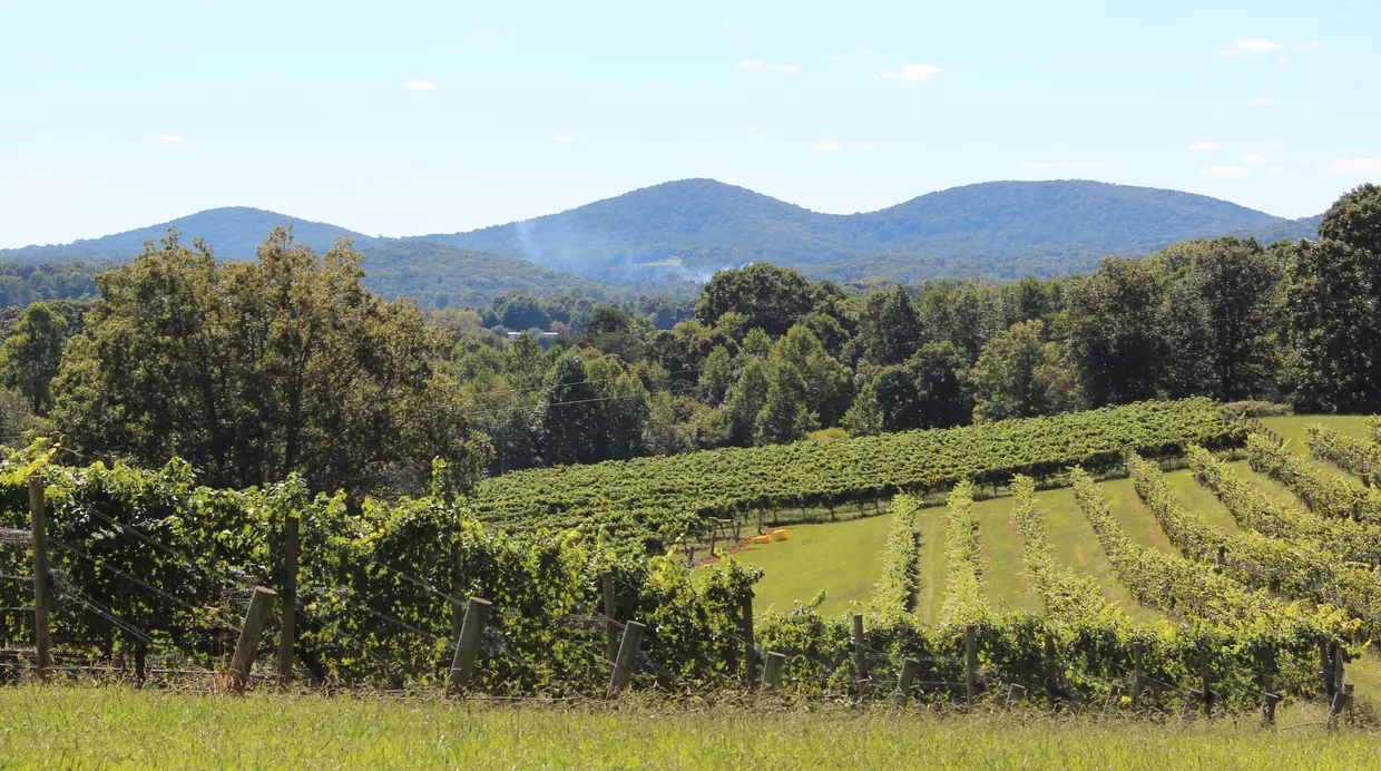 Rows of green grapevines running down a sunny slope toward woodland, with three rounded forested peaks on the horizon.